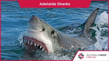 Adelaide Sharks